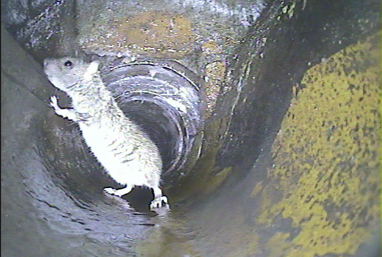 Rat in drain